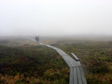 Foggy Boardwalk