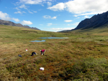 Setting Pitfall Traps