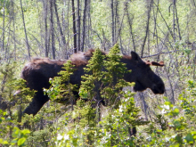 Moose on the move!