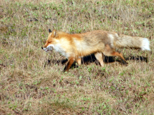 Fox