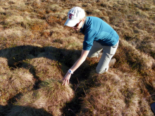 Tussock