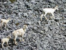 Dall's Sheep and Lambs