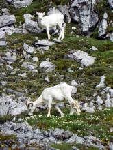 Dall's Sheep