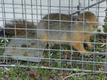 Tagged Squirrel