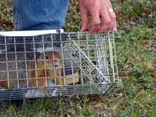 Trapped Squirrel