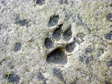 Wolf Track