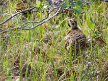 Ptarmagin Chick