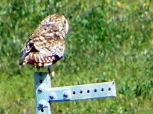 Short Eared Owl