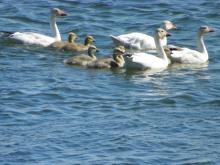 Snow Geese