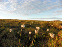 Cotton Grass