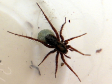 Female Wolf Spider with Egg Sac