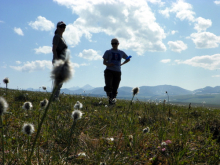 Cotton Grass Field Plot