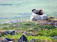 Marmot