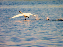 Tundra Swan