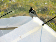 Lapland Longspur