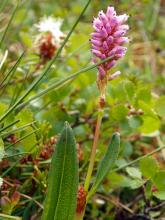 Alpine Bistort