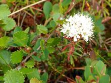 Labrador Tea