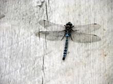 Dragon Fly