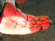 20,000 Year Old Grass