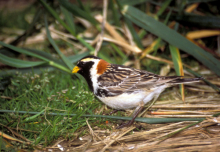 Lapland Longspur