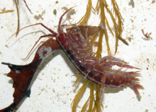 Amphipod