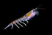 Antarctic Krill