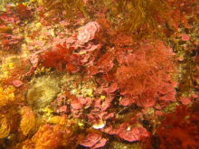 Coralline in Antarctic Waters