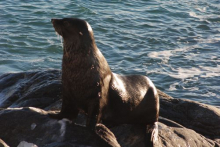 Seal, Anarctica, Palmer Station, Anvers Island