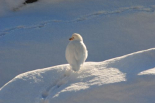 Sheathbill, also known as the Antarctic Chicken