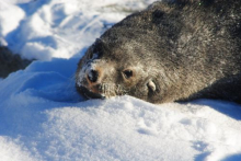 Seal at Palmer Station