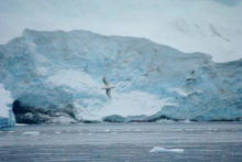 Tern in Andvord Bay