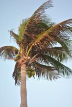 Palm Trees on the beach