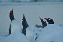 Gentoo Penguins on Anvers Island