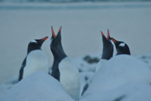 Gentoo Penguins on Anvers Island