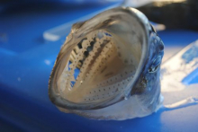 White gills of the Chaenocephalus gunnari