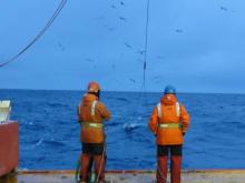 Trawling for icefishes in the Southern Ocean