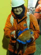 Octopus from the Southern Ocean