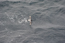 Petrel in the Southern Atlantic