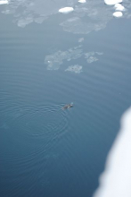 Penguin in Andvord Bay, Antarctica