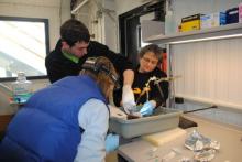 Kristin O'Brien, Devin Devor, and Paula Dell, Antarctica