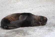 Fur Seal on Palmer Station, Antarctica