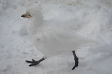 Sheathbill in Antarctica