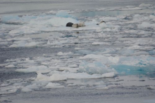 Seals basking on a beautifu day