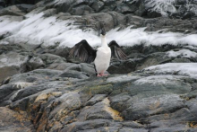 Blue-eyed Shag on Anvers Island, Antarctica