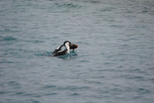 Cormorant catching a fish off Anvers Island