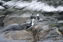 Cormorant catching a fish off Anvers Island