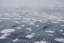 Humpback Whales