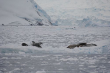 Seals in Andvord Bay, Antarctica