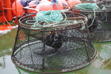 Fish Pot with bait bag inside