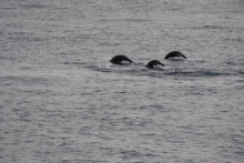 Synchronized Swimming Seals